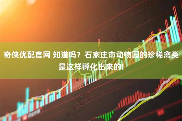 奇侠优配官网 知道吗?石家庄市动物园的珍稀禽类是这样孵化出来的!